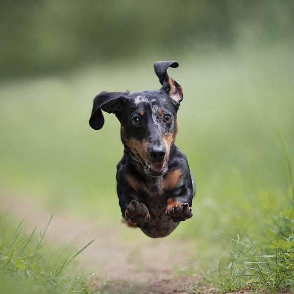 Glücklicher Hund